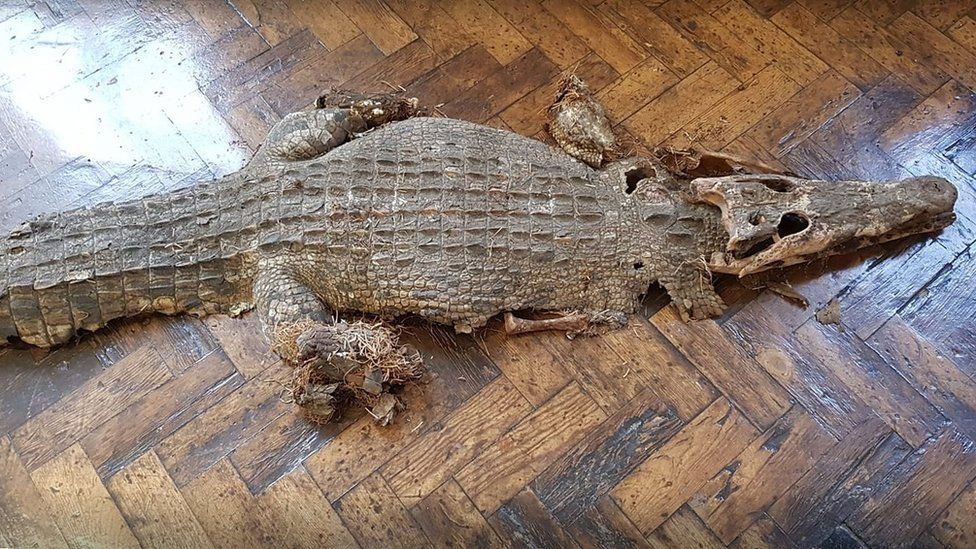 В Уельсі знайшли рештки крокодила під підлогою у школі