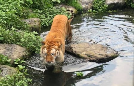 В Японії тигр напав на персонал сафарі-парку: одна з потерпілих у тяжкому стані