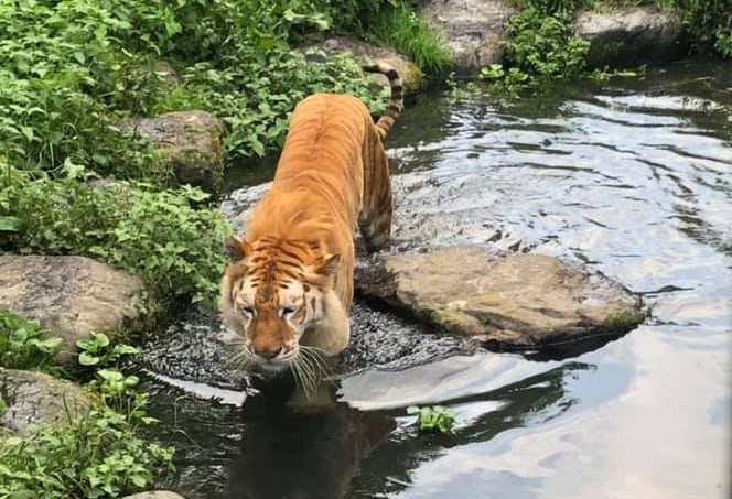 В Японії тигр напав на персонал сафарі-парку: одна з потерпілих у тяжкому стані