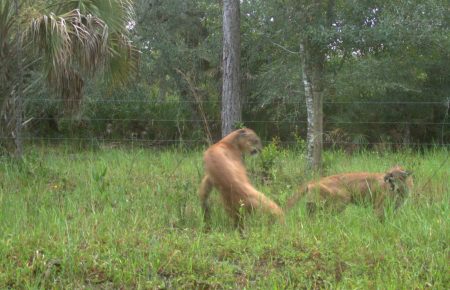 Ученым впервые удалось запечатлеть, как спариваются флоридские пантеры (фото)