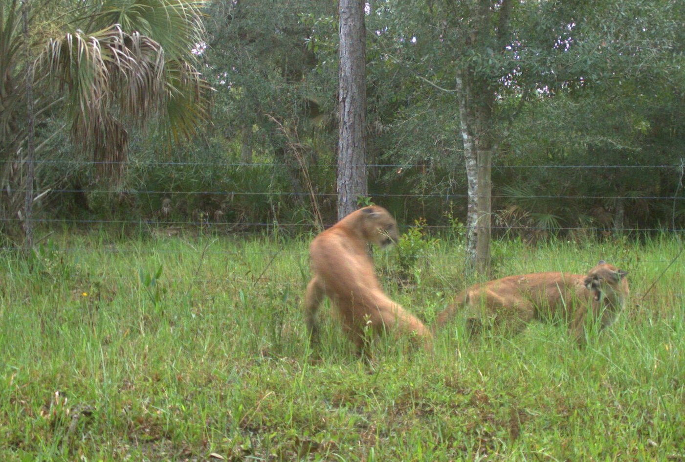 Вченим вперше вдалося зафільмувати, як паруються флоридські пантери (ФОТО)