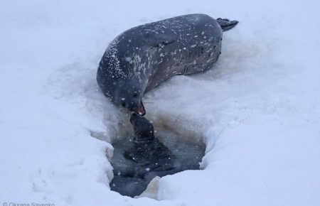 На станції «Академік Вернадський» записали унікальні звуки тюленів