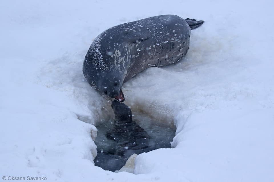 На станції «Академік Вернадський» записали унікальні звуки тюленів