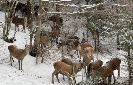 Украинский фермер приобрел около сотни оленей для Карпатских лесов