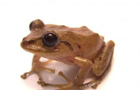 Новий вид маленької деревної жаби назвали на честь екоактивістки Грети Тунберг