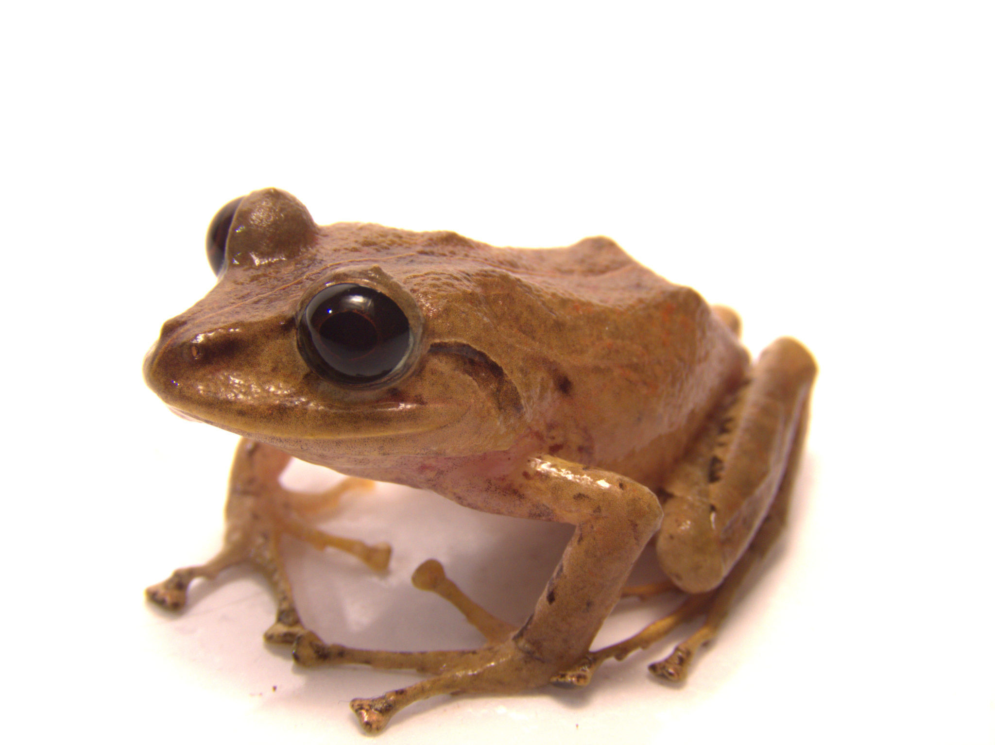 Новий вид маленької деревної жаби назвали на честь екоактивістки Грети Тунберг