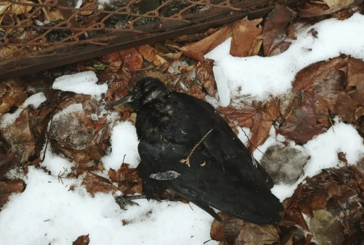 Загинули внаслідок вибухів феєрверків: волонтерка про 9 мертвих птахів у парку Чернівців