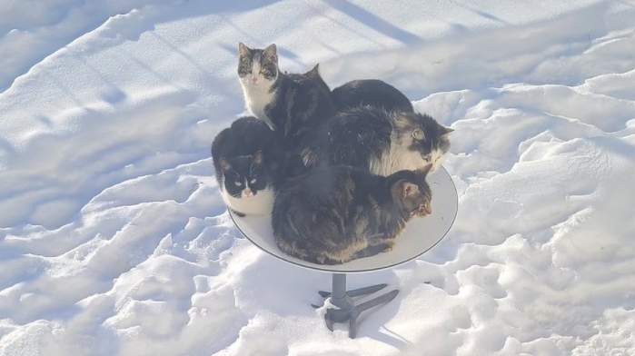 Заважали користуватися інтернетом: у Канаді коти грілися на супутниковій тарілці від SpaceX