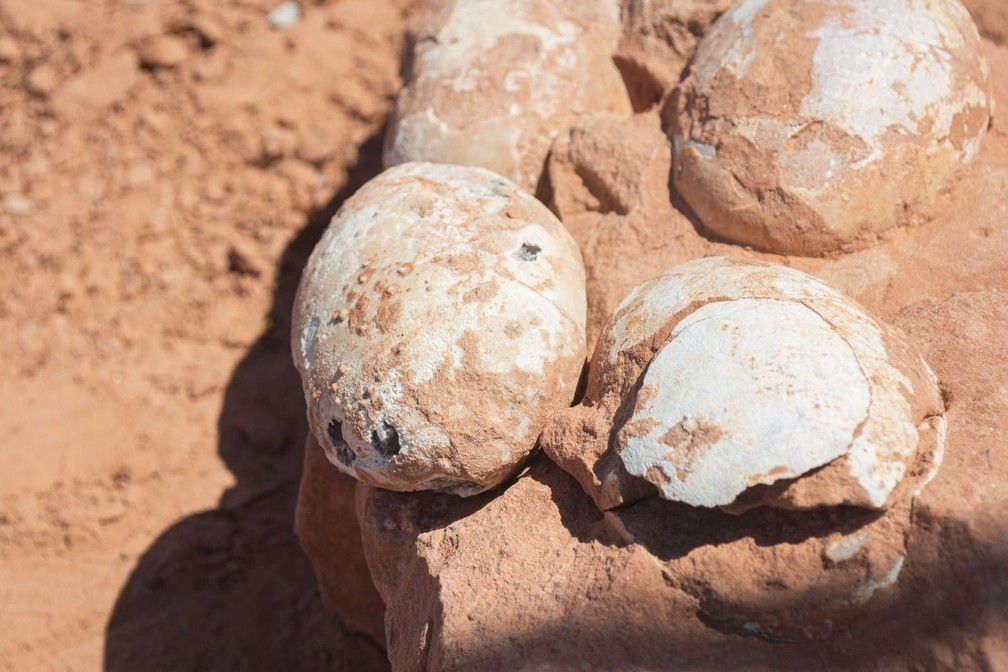 В Бразилии обнаружили гнездо с яйцами динозавра возрастом около 60 млн лет (фото)