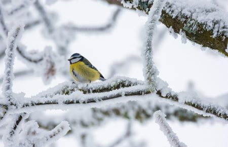 Как правильно подкармливать птиц во время сильных морозов? — советы от Киевского зоопарка (видео)