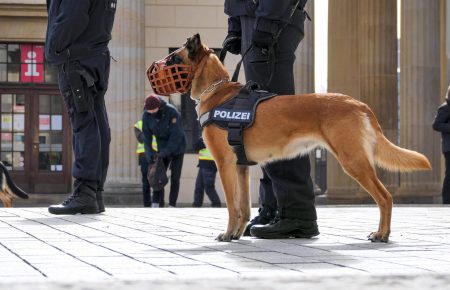 Оновлений закон про захист тварин: у Берліні від роботи відсторонили 49 поліцейських собак