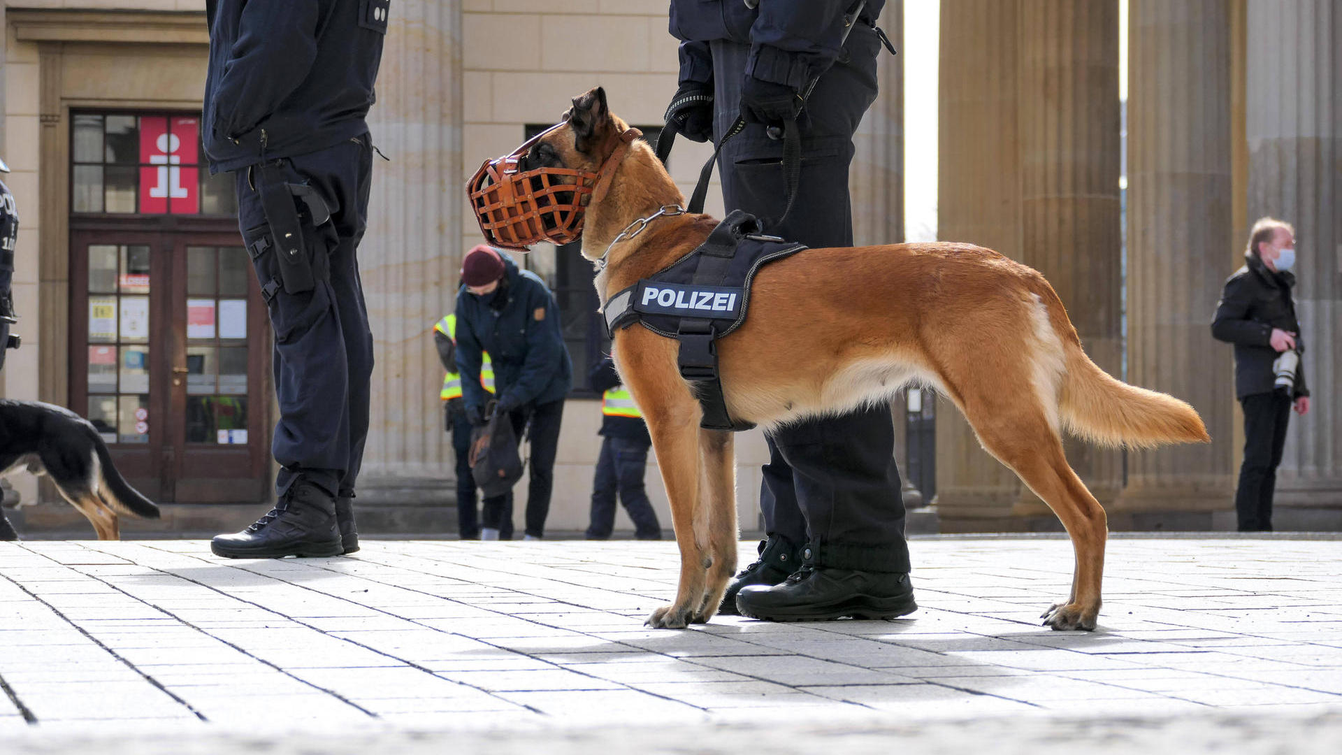 Оновлений закон про захист тварин: у Берліні від роботи відсторонили 49 поліцейських собак