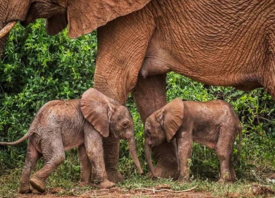 У Кенії народились двійнята слонів