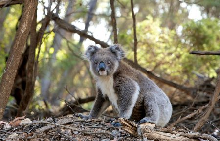 Австралія витратить на захист коал $35 мільйонів