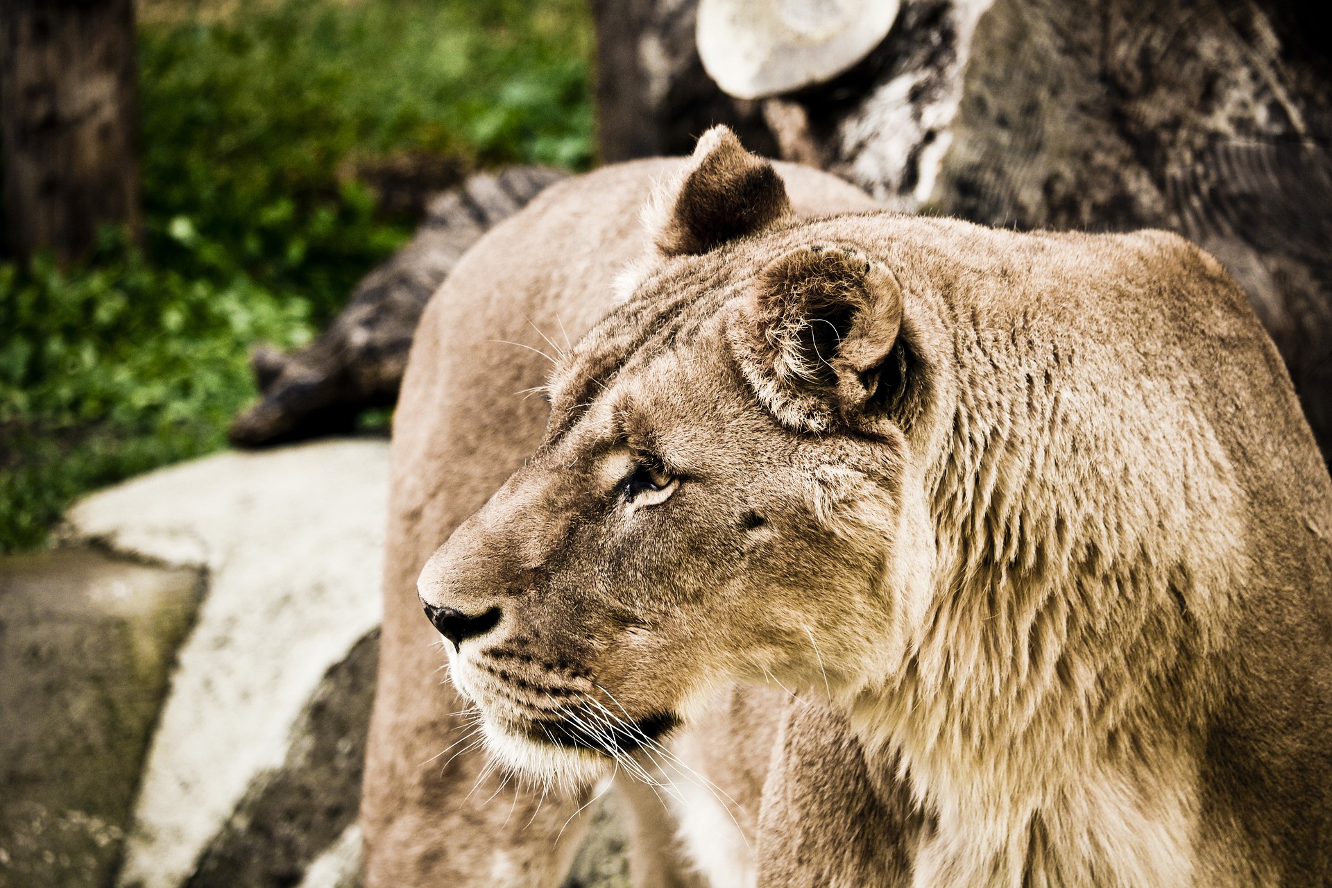 В Ірані левиця вбила наглядача та втекла разом із левом: їх вже повернули у зоопарк