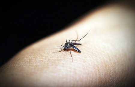Експертка пояснила, чому цього року в Україні багато агресивних комарів