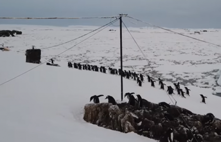 Українські полярники показали, як марширують пінгвіни до океану (відео)