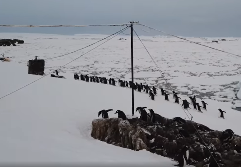 Украинские полярники показали, как маршируют пингвины к океану (видео)