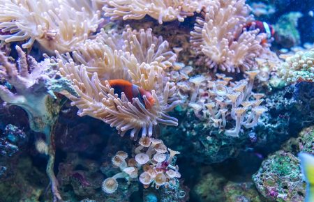 Біля узбережжя Таїті виявили «величезний недоторканий» кораловий риф