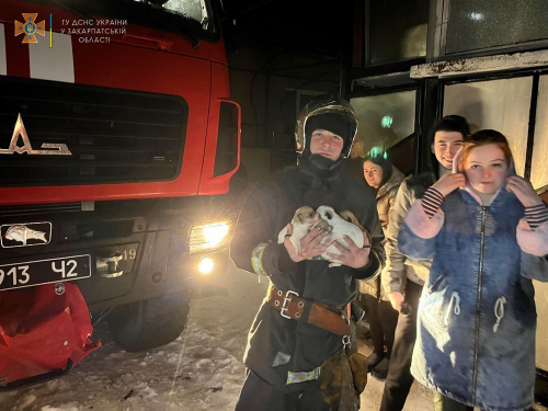 На Закарпатье спасатель вынес из горящего дома 4-х щенков (фото)