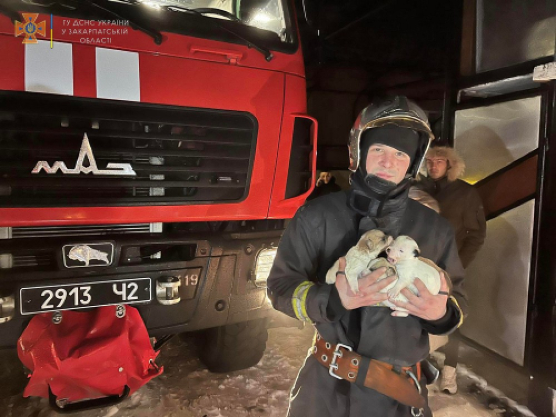 На Закарпатті рятувальник виніс з палаючого дому 4-х цуценят (ФОТО)