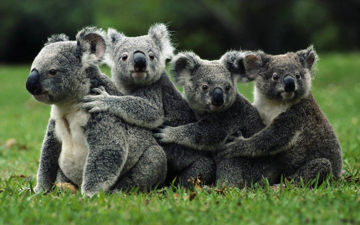 Австралія оголосила коал видом, якому загрожує зникнення