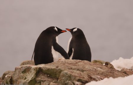 Українські полярники до Дня святого Валентина показали фото «закоханих пінгвінів»