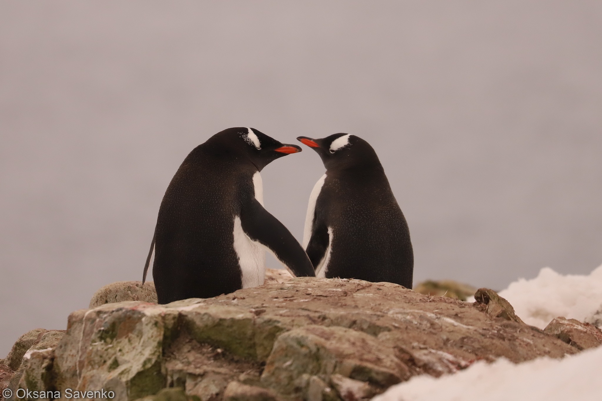 Украинские полярники ко Дню святого Валентина показали фото «влюбленных пингвинов»