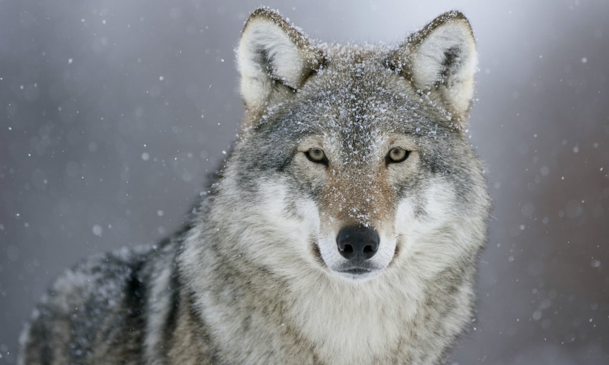 Нове дослідження розповідає, як вовки пережили плейстоценове вимирання