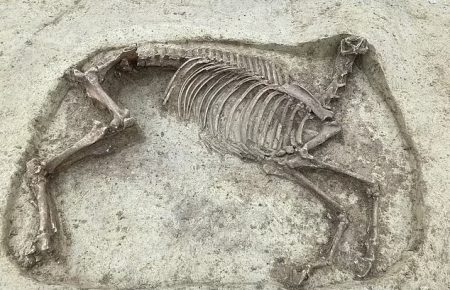 У Німеччині археологи виявили скелет вершника та коня без голови віком близько 1400 років (ФОТО)