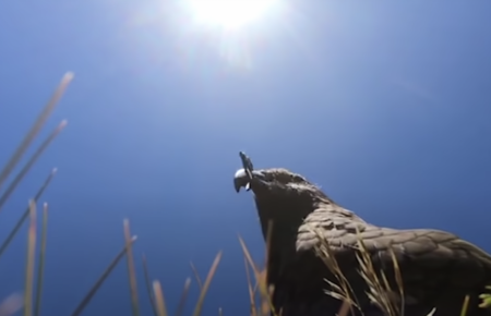 В Новой Зеландии попугай-клептоман украл GoPro и снял свой побег (видео)