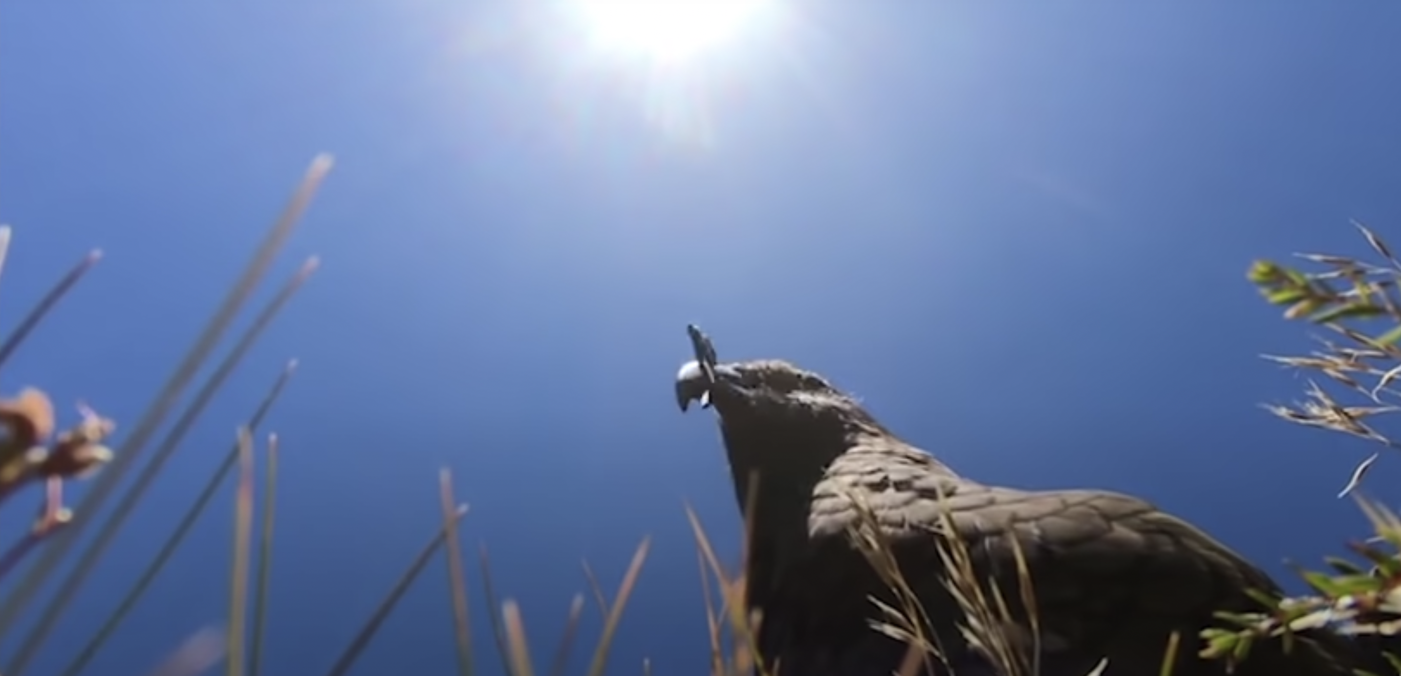 В Новой Зеландии попугай-клептоман украл GoPro и снял свой побег (видео)