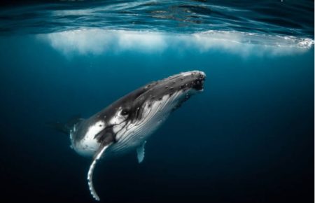 Ісландія припинить китобійний промисел з 2024 року