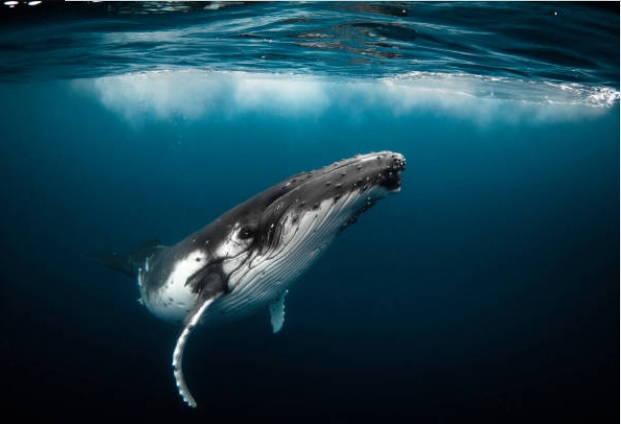 Ісландія припинить китобійний промисел з 2024 року