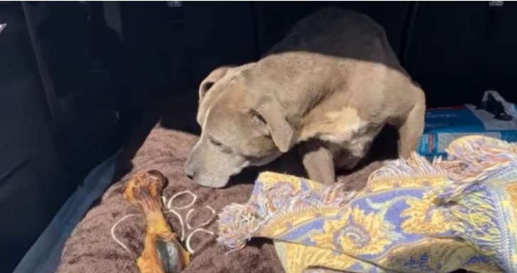 У США родині повернули собаку, яка зникла 12 років тому