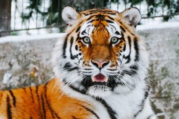 Чому сприятливо народитися у рік тигра?