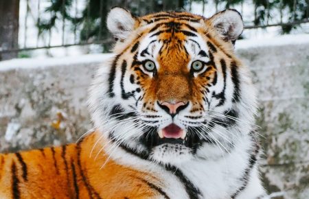Чому сприятливо народитися у рік тигра?