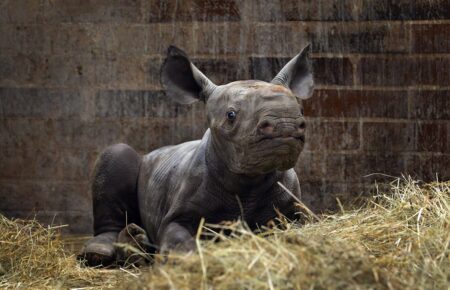 В чешском зоопарке родился редкий носорог, его назвали Киев (фото)