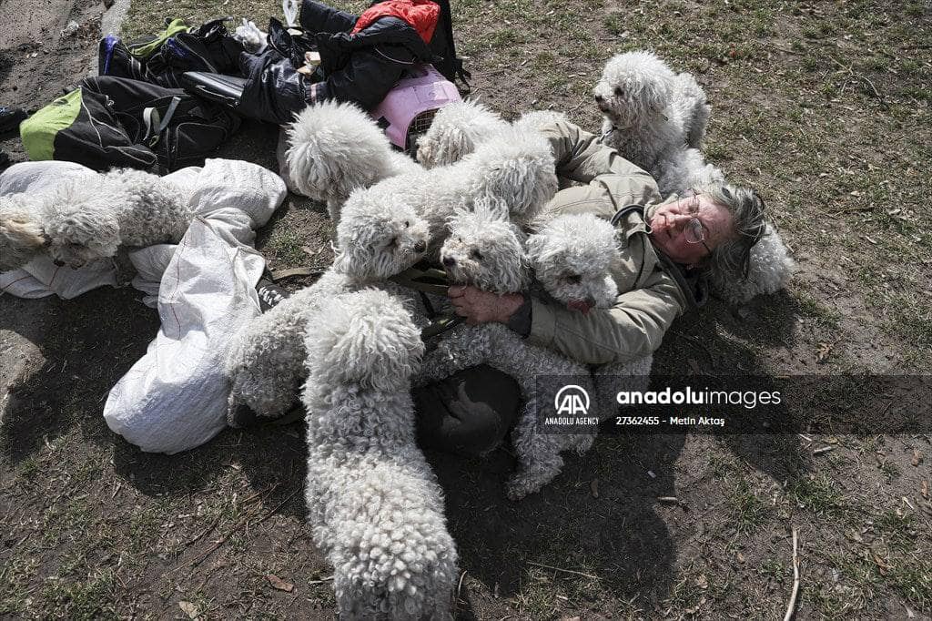 Мешканка Ірпеня евакуювалась в Київ, врятувавши  24 собаки