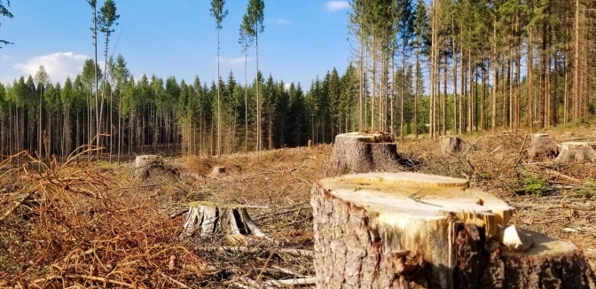 Розвідка: путін та шойгу планують вирубку та продаж українського лісу
