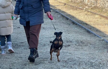Хвостатые беженцы: почти 200 домашних животных приехали в Финляндию вместе с хозяевами