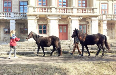 На Хмельниччину з Київщини евакуювали коней майже втраченої аборигенної поліської породи