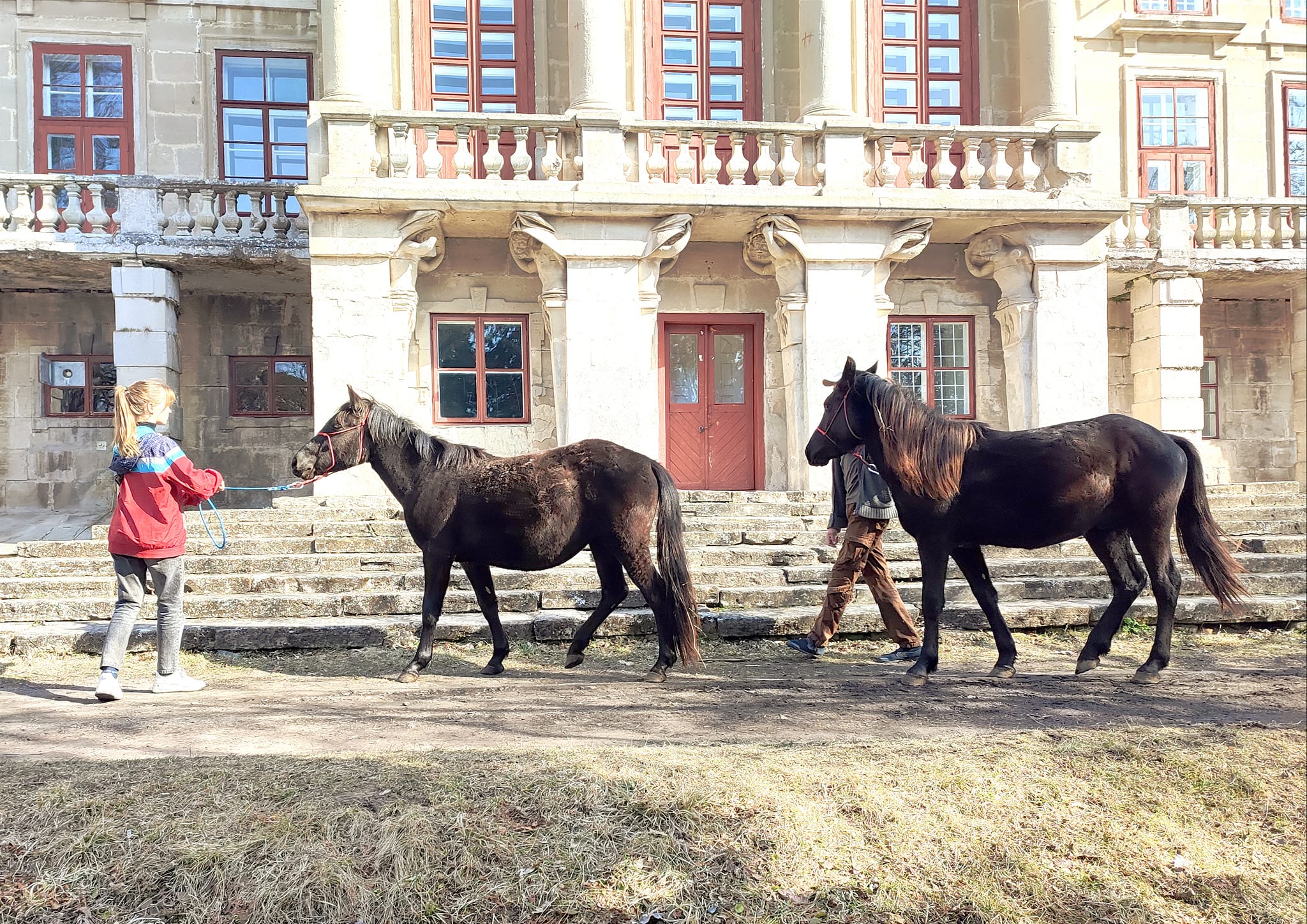 На Хмельниччину з Київщини евакуювали коней майже втраченої аборигенної поліської породи