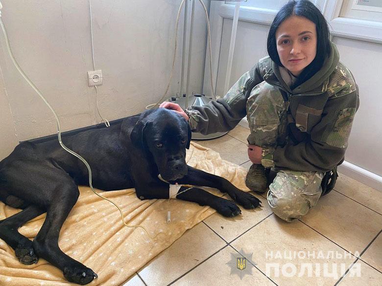 «Він втратив віру в людей, але ми допоможемо її повернути» — поліцейські врятували від смерті покинутого на Київщині собаку