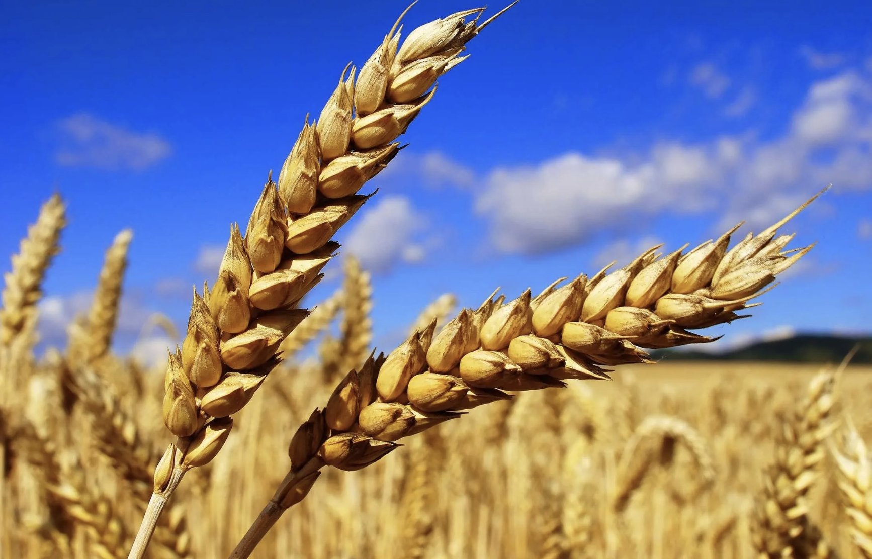 Россия продает украденное украинское зерно в Сирию — Кулеба