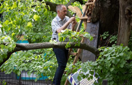 В Киеве непогода повредила 400-летнюю липу Петра Могилы — биологи обследовали дерево, проведут санобработку и фиксацию (фото)