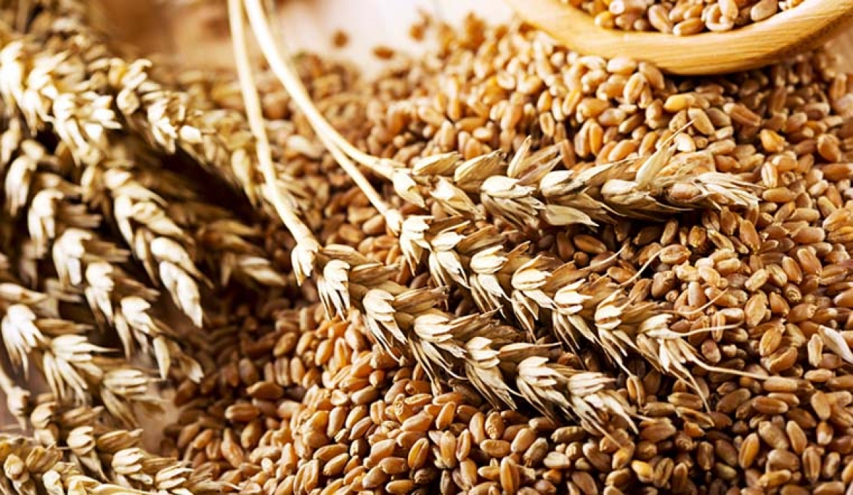 Ukrainian grain will definitely be more expensive and it should be transported through the Baltic countries – analyst