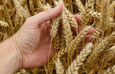 Російські окупанти не знають, як продати українське зерно — Зеленський