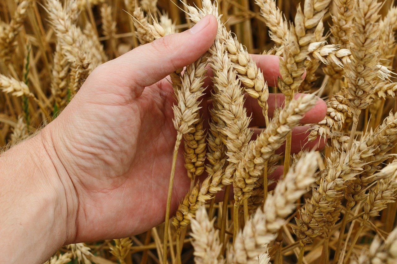 Російські окупанти не знають, як продати українське зерно — Зеленський
