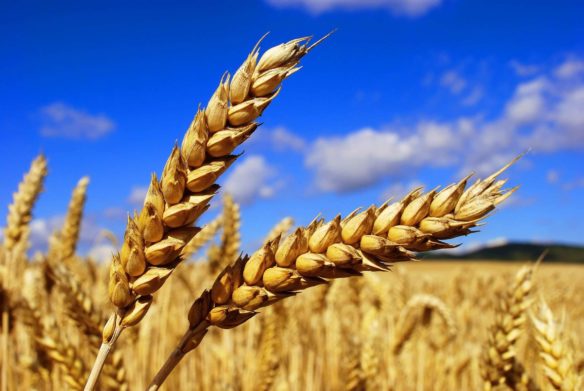Цьогоріч очікуємо в Україні врожай на рівні 65% від торішнього — економіст